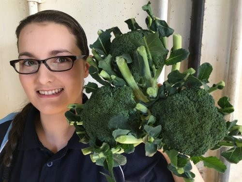 SPRAY FREE BROCCOLI  3 For $5.00 Katikati Grown